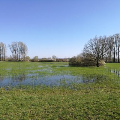 Feuchte Wiese bei Babenhausen Münster-Hegershausen (c) Helmut Seidl
