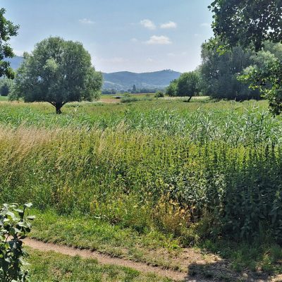 Das Neckarbett bei Hähnlein, (c) Helmut Seidl